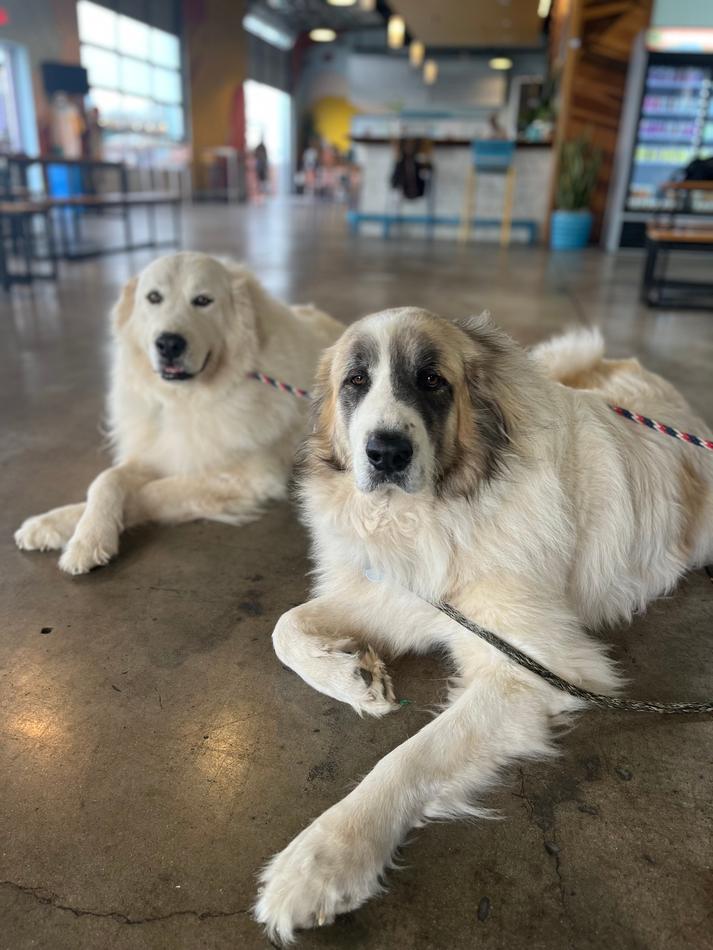 Duke and Beau, the two Great Pyrenees behind the Duke's name, resting at Yard Bar in Austin