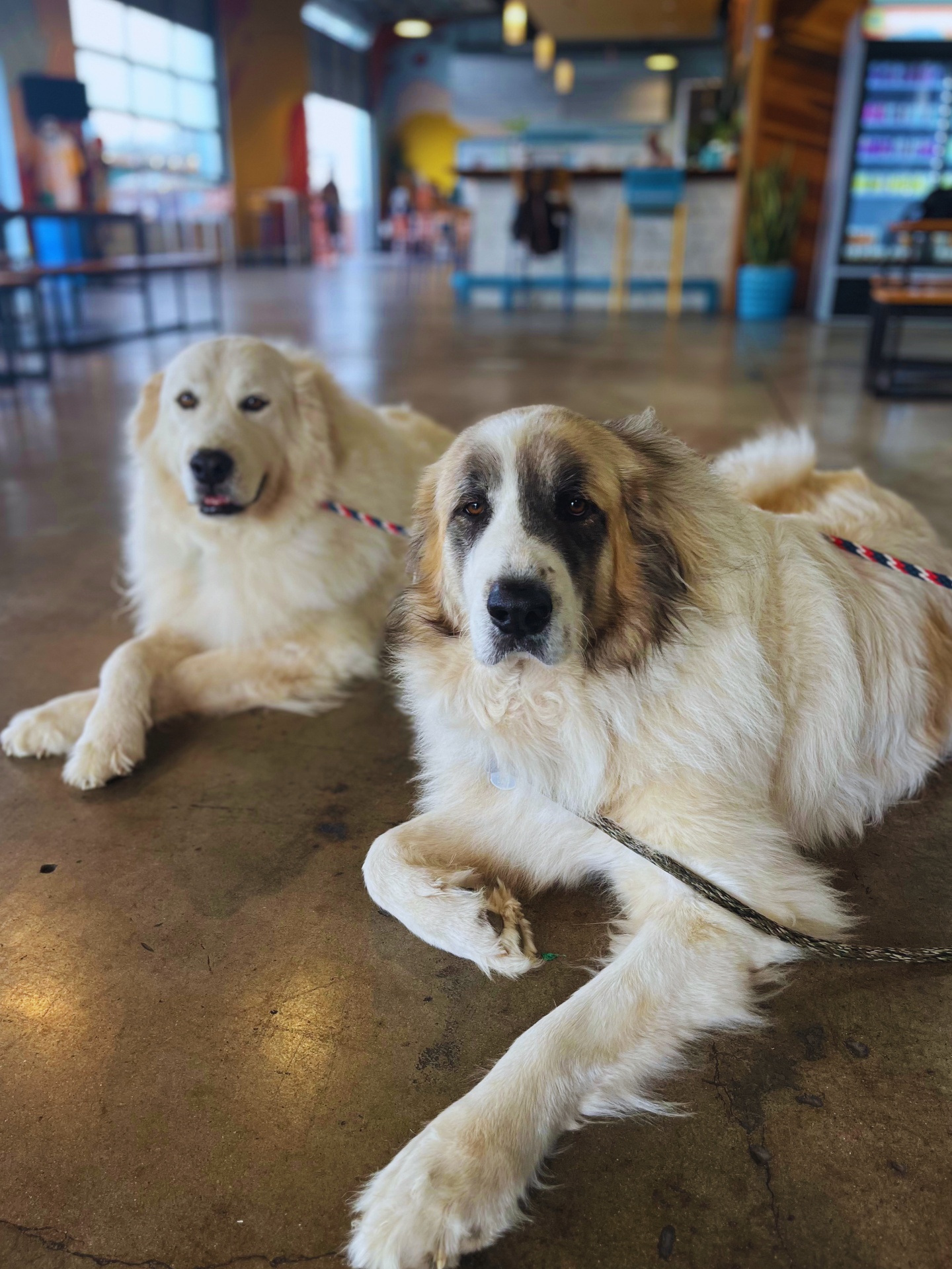 Duke and Beau, the Great Pyrenees brothers behind Duke's Detailing